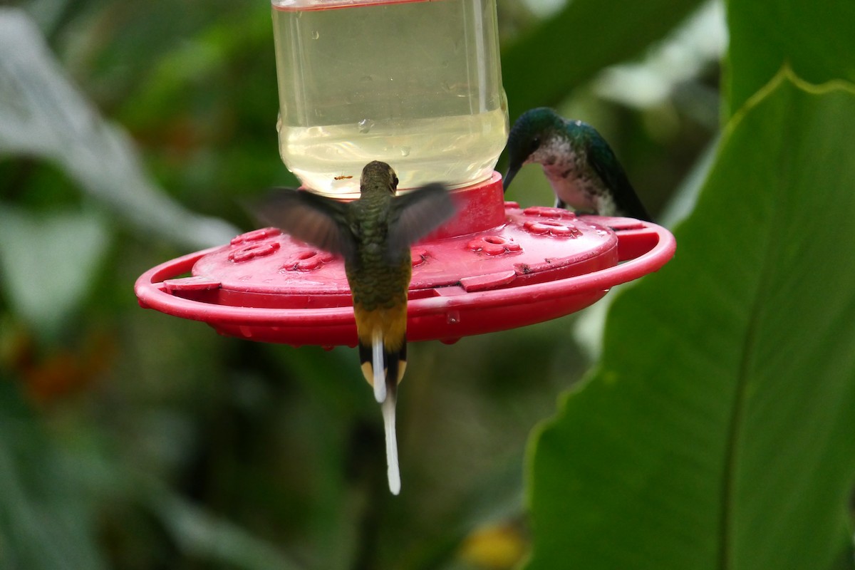 kolibřík dlouhoocasý - ML317794881