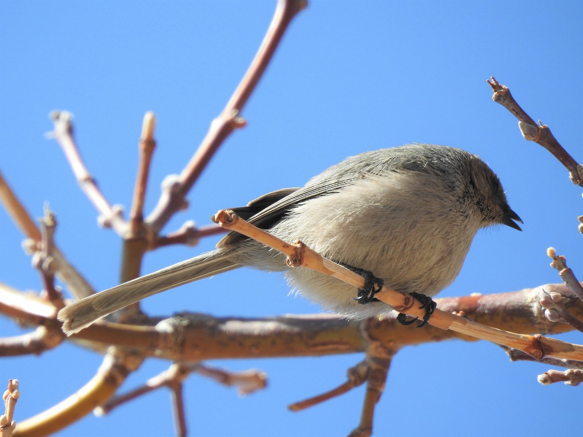 Bushtit - ML317795861
