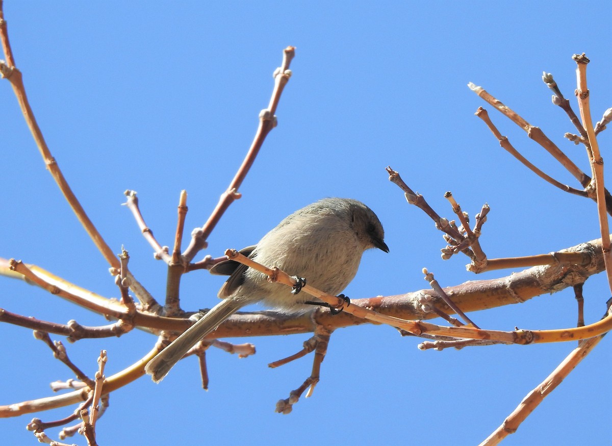 Bushtit - ML317795871