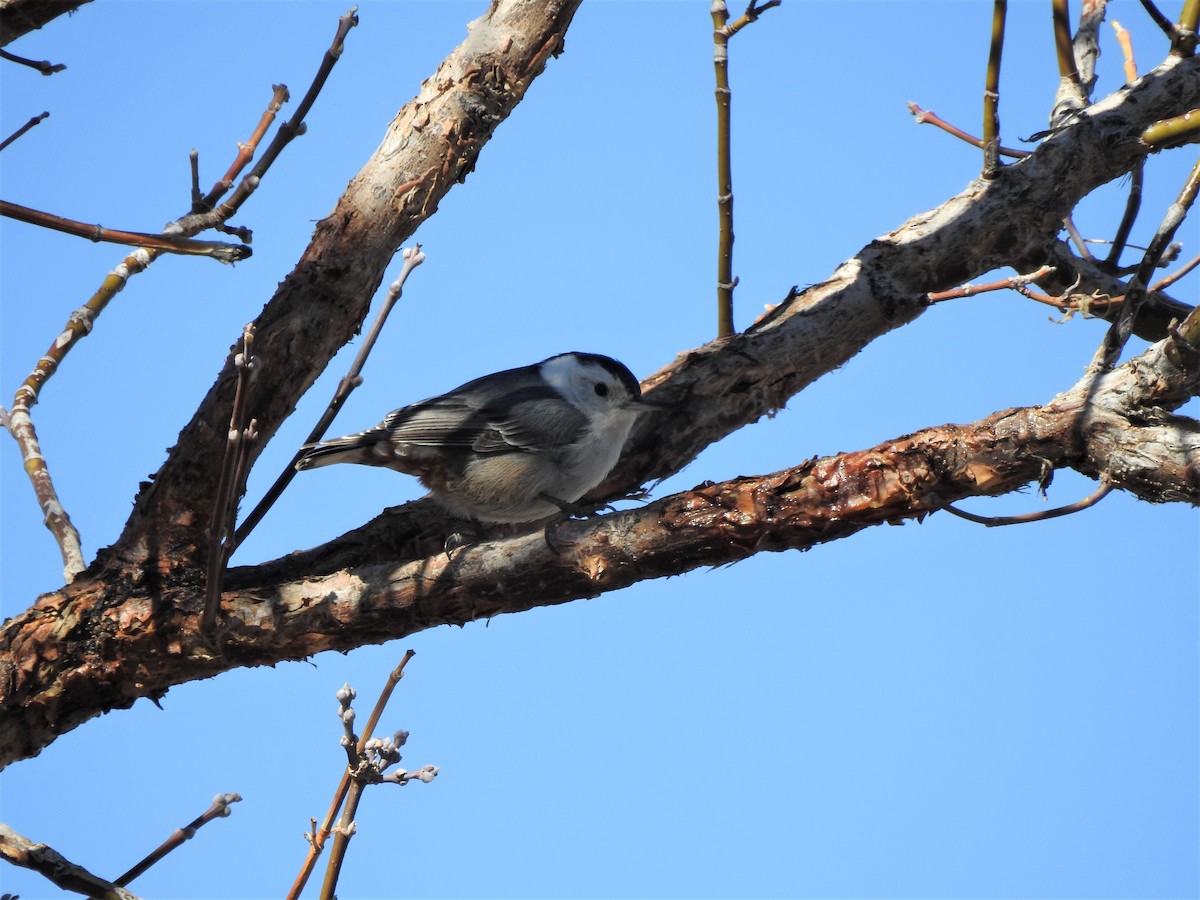 White-breasted Nuthatch (Interior West) - ML317795921