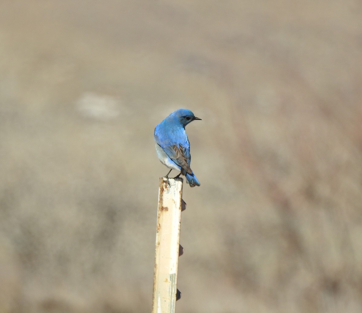 Mountain Bluebird - ML317795951