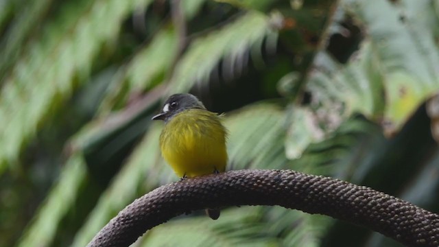 Ornate Flycatcher - ML317796451