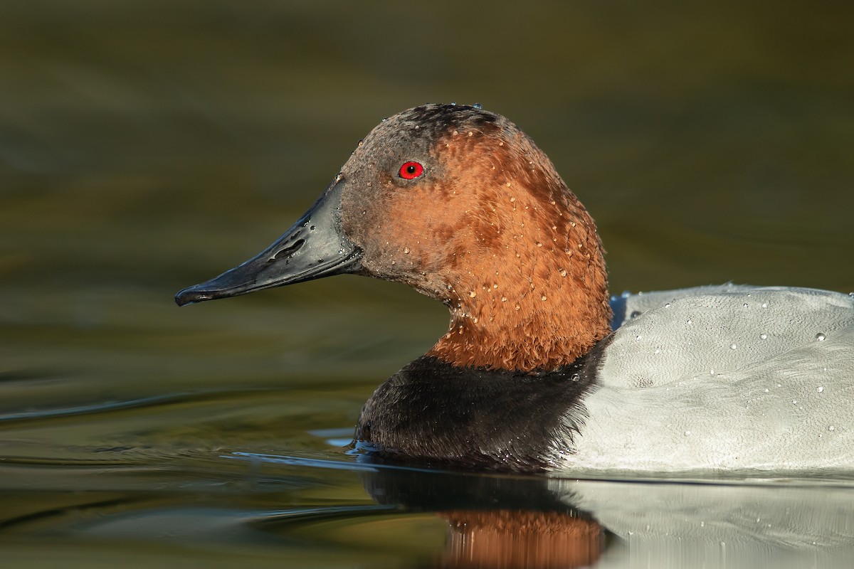 Canvasback - ML317796691