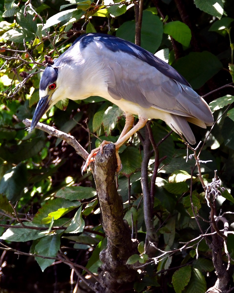 Black-crowned Night Heron - ML31779881