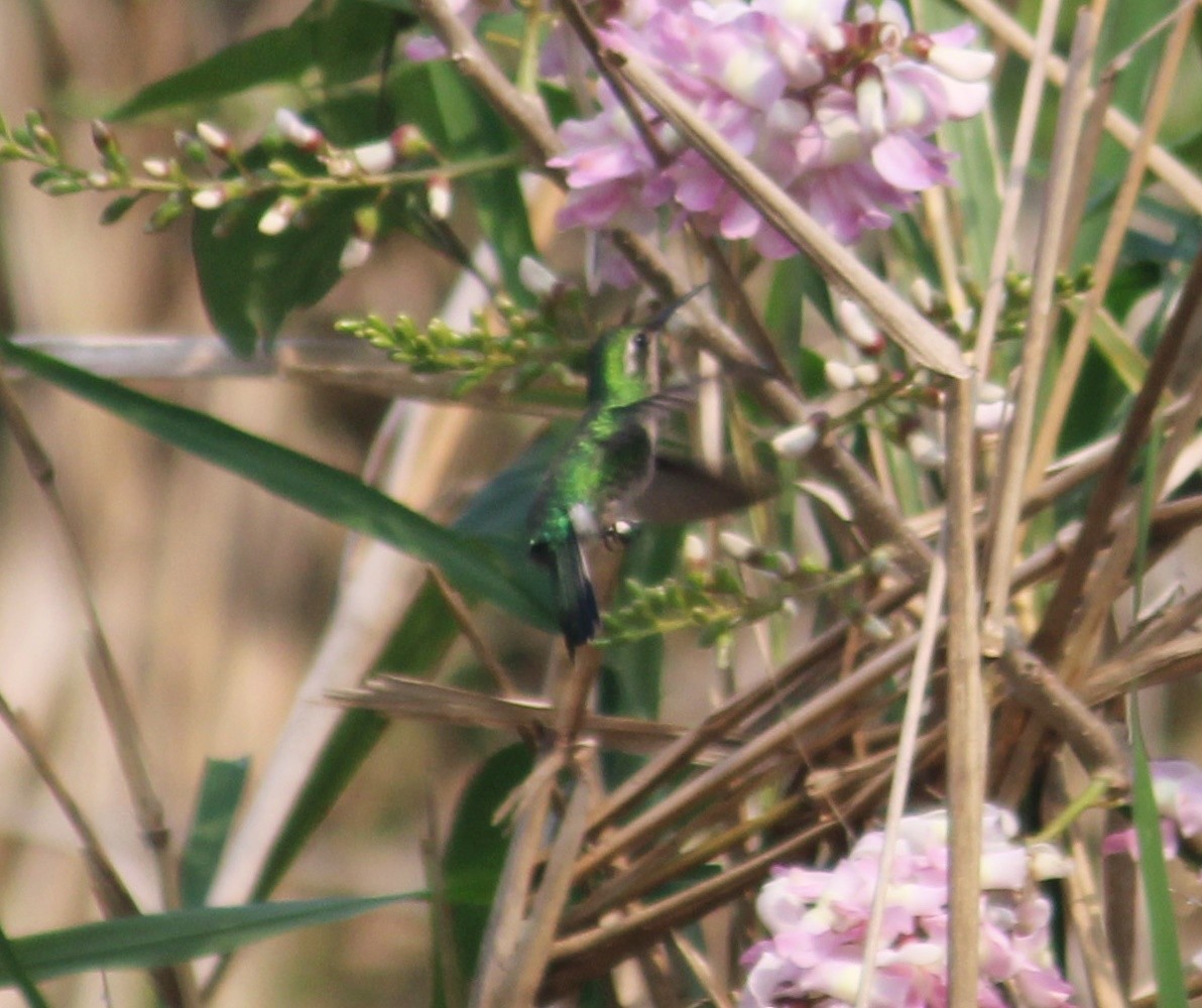 Canivet's Emerald - ML317799381