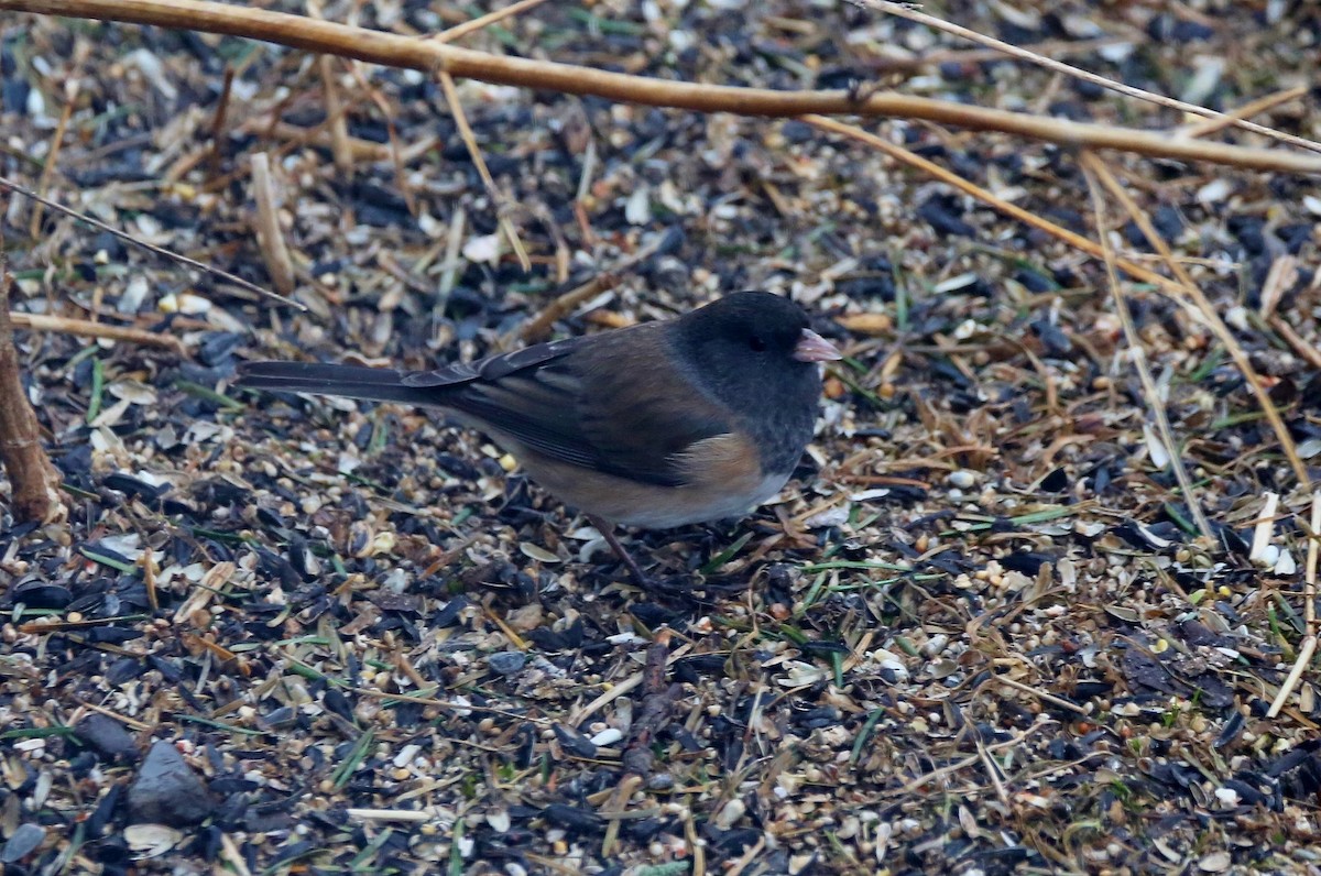 Dark-eyed Junco - ML317801491