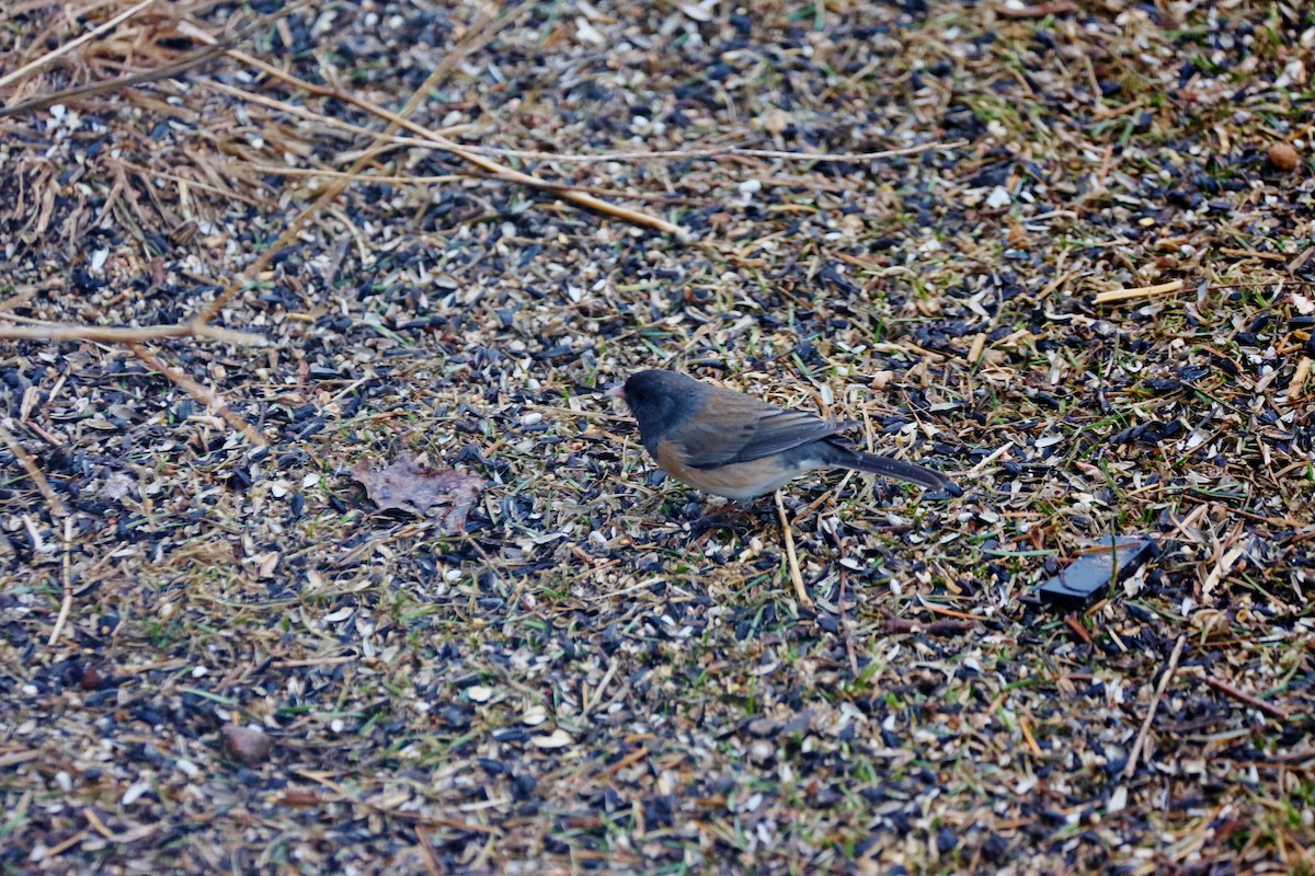 Dark-eyed Junco - ML317801541