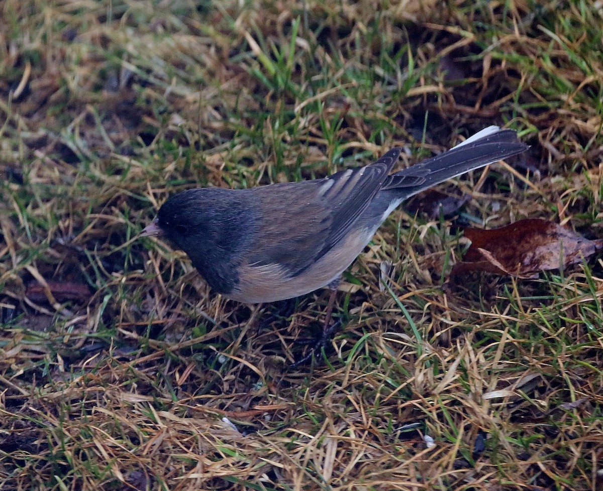 Dark-eyed Junco - ML317801551