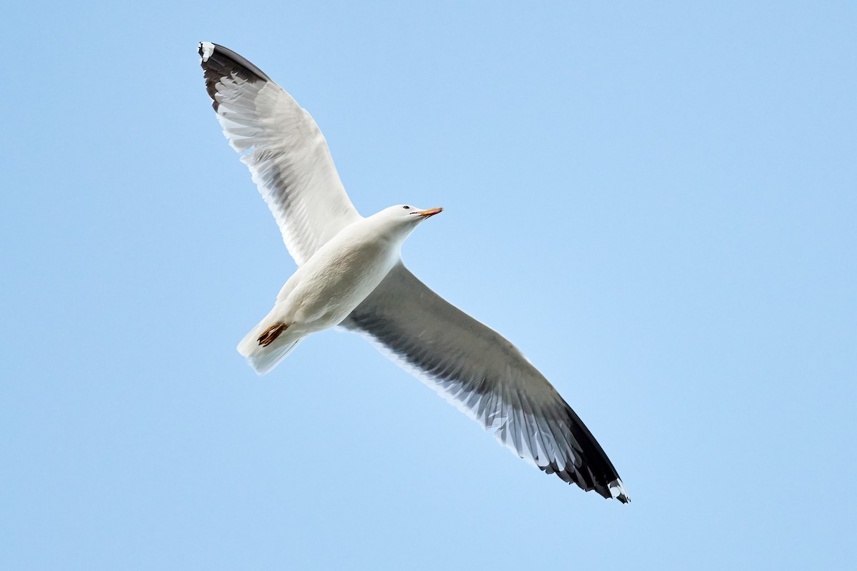 California Gull - ML317801671