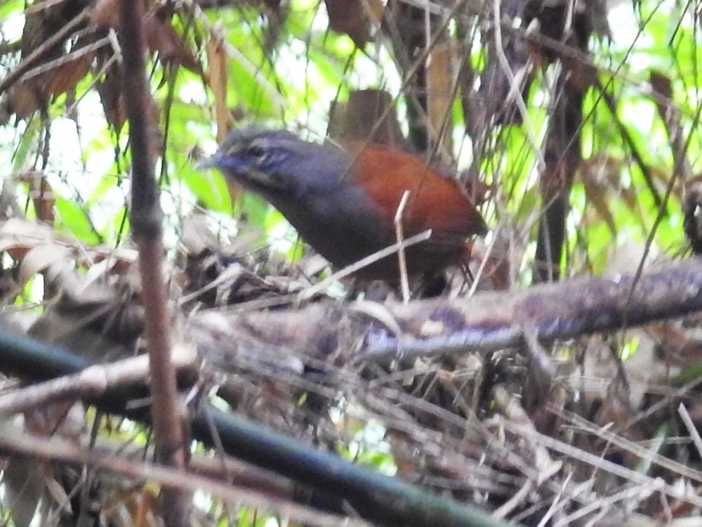 Whiskered Wren - ML317802271