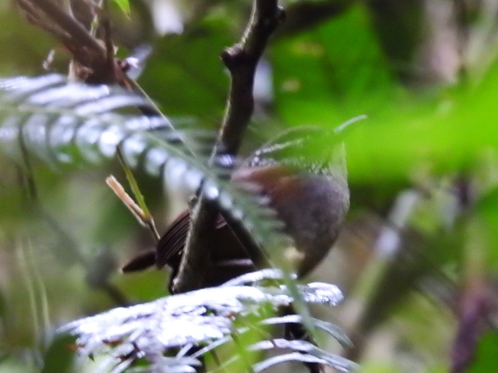 Gray-breasted Wood-Wren - ML317802521