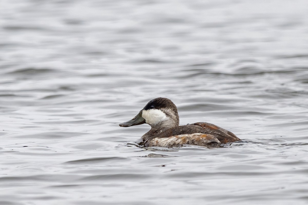 Ruddy Duck - Su Li