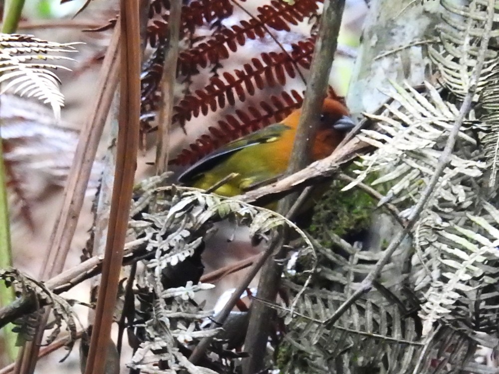 Ochre-breasted Brushfinch - ML317802801