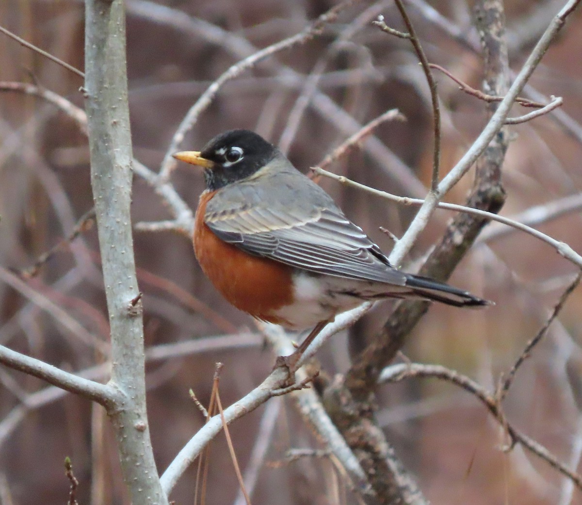 American Robin - ML317803041