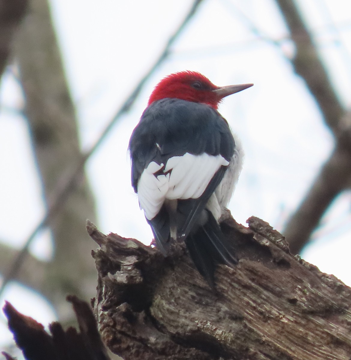 Red-headed Woodpecker - ML317803131