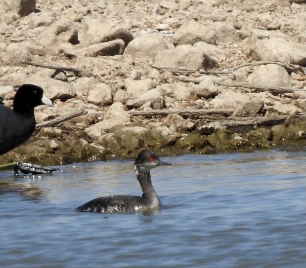 Eared Grebe - ML317803171