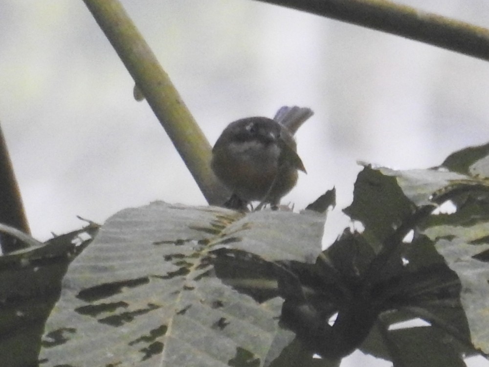 Common Chlorospingus - Fernando Nunes