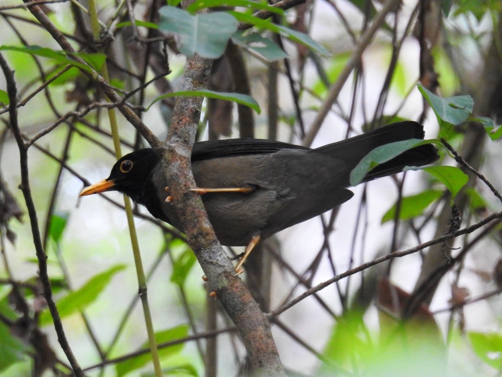 Black-hooded Thrush - ML317804301