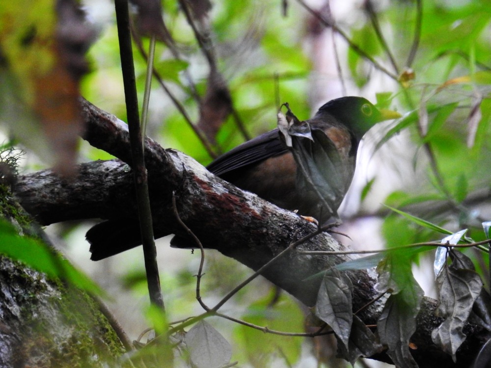 Black-hooded Thrush - ML317805051