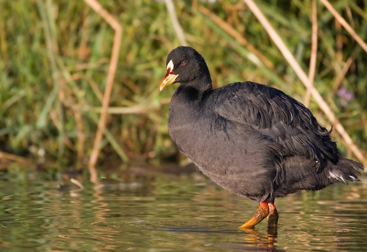 Red-gartered Coot - Michel Gutierrez