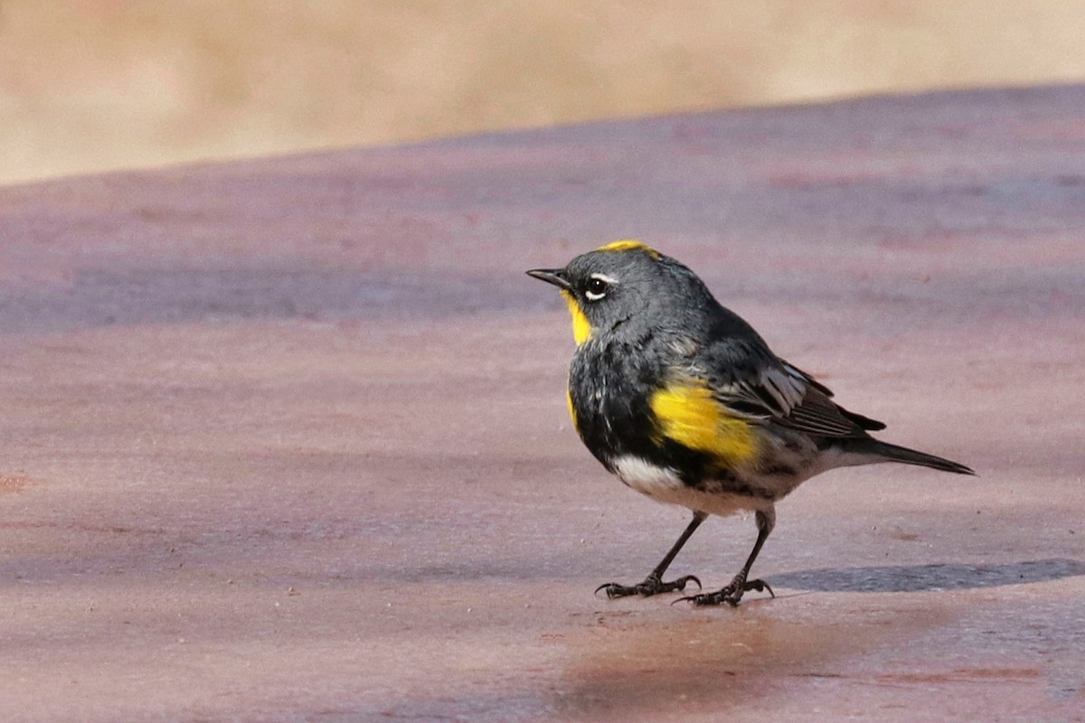 Yellow-rumped Warbler - Maureen Houlahan