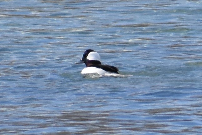 Bufflehead - ML317808341