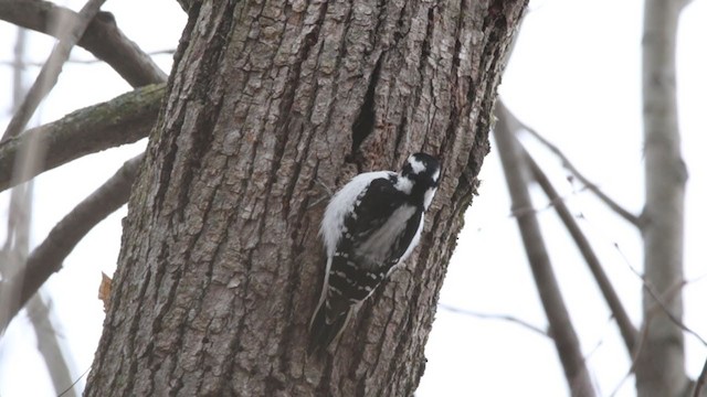 Hairy Woodpecker - ML317808411