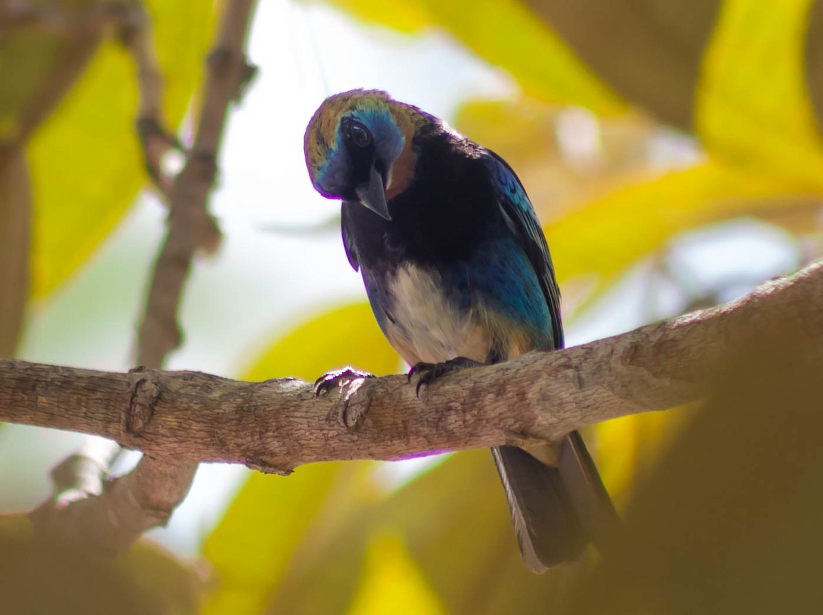 Golden-hooded Tanager - Zhawn Poot