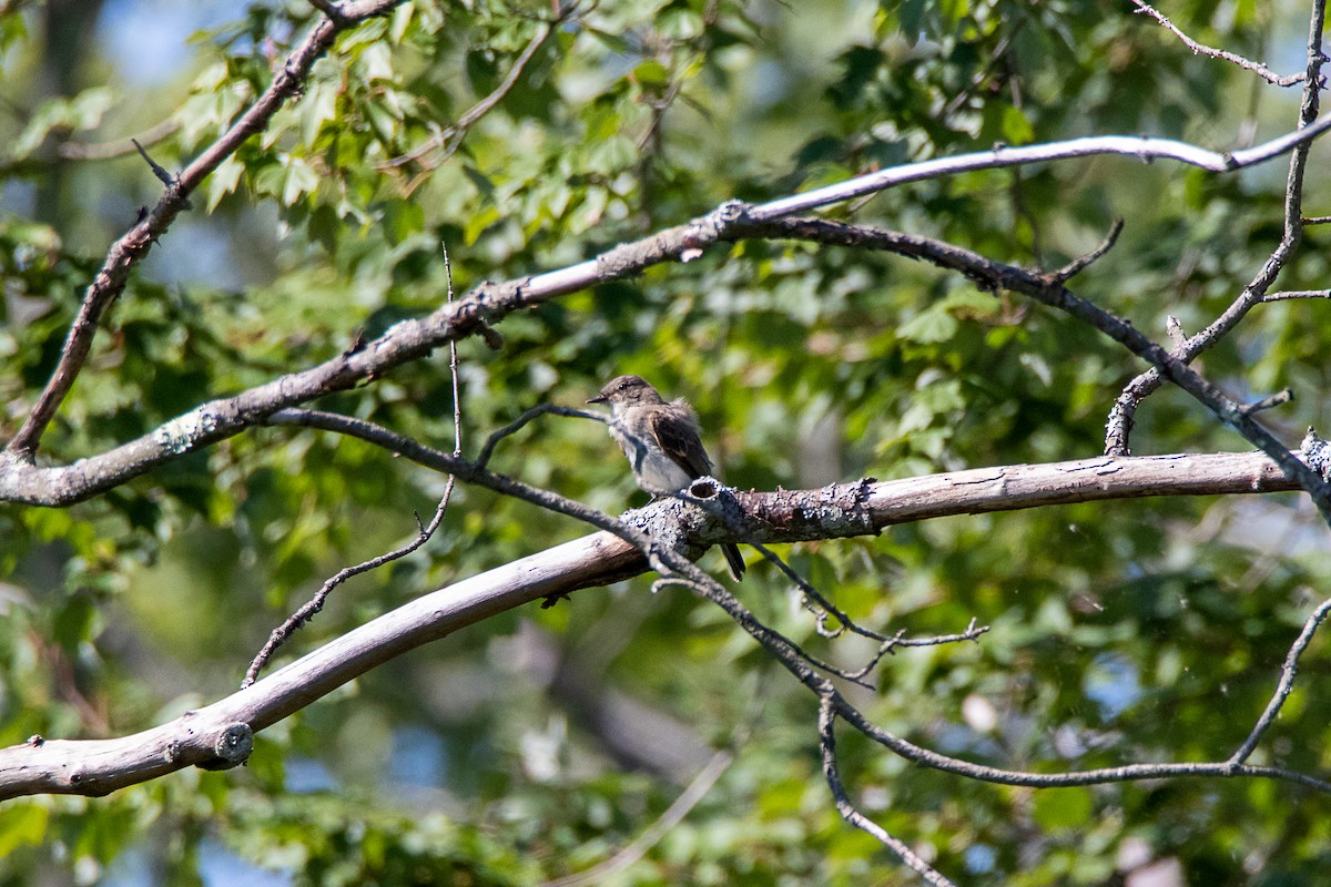 Olive-sided Flycatcher - ML317809941