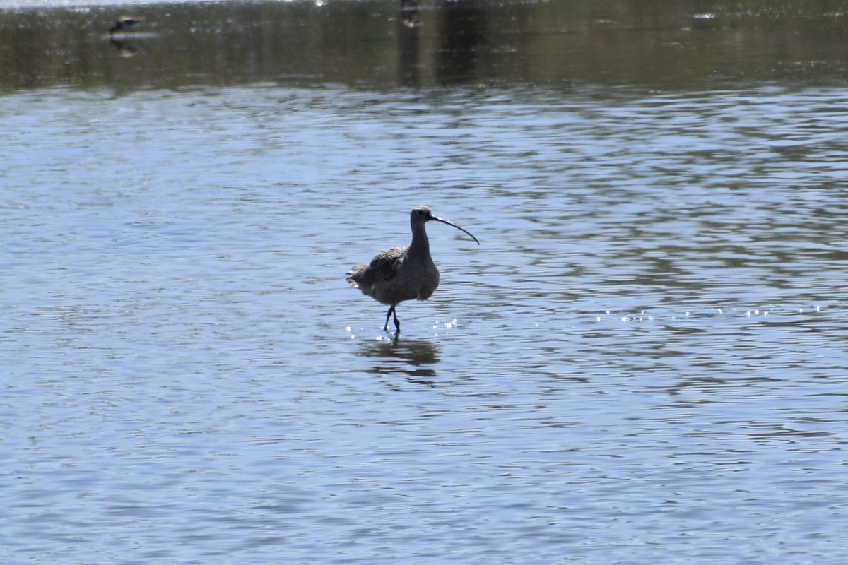 Long-billed Curlew - ML317810911