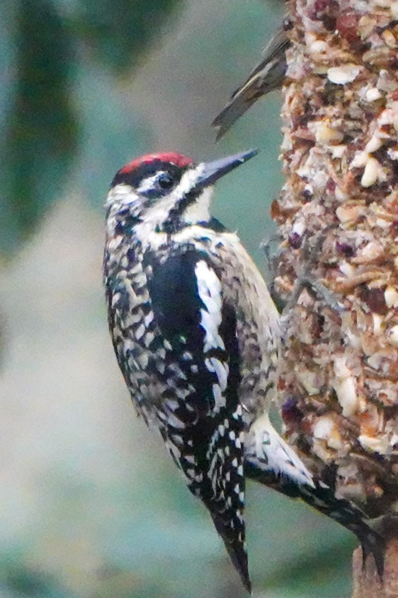 Yellow-bellied Sapsucker - ML317810941