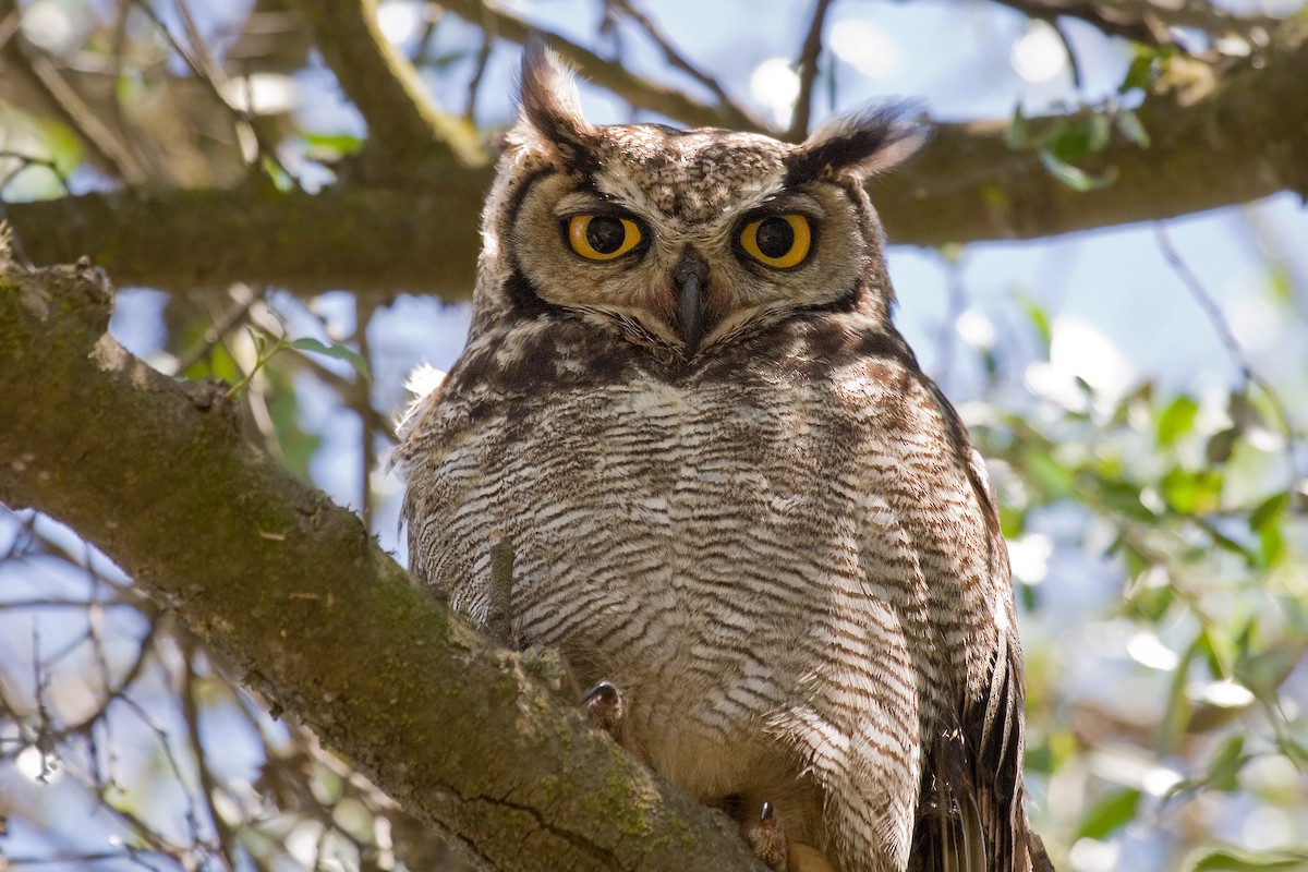 Lesser Horned Owl - ML317811321