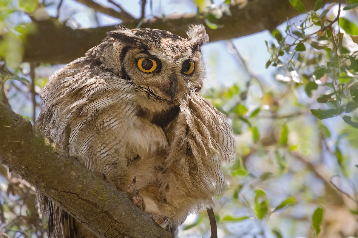 Lesser Horned Owl - ML317811401