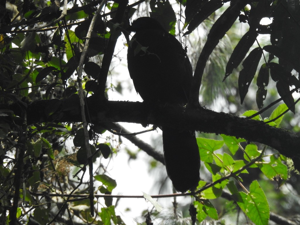 Sickle-winged Guan - ML317811521