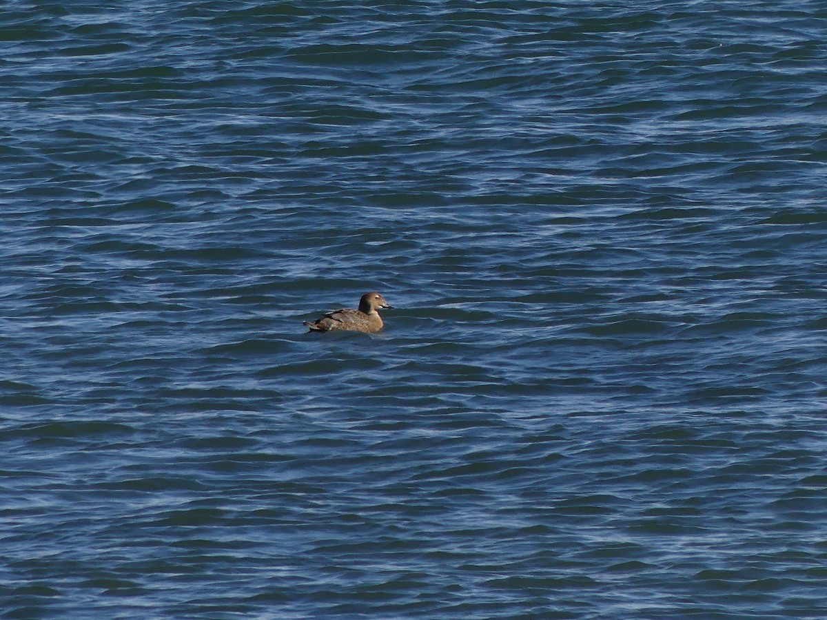 King Eider - ML317811701