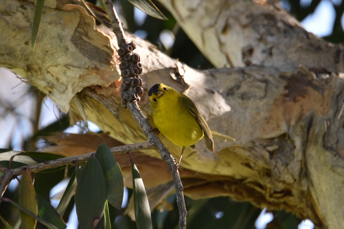 Wilson's Warbler - ML317815211