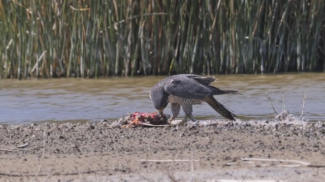 Peregrine Falcon (North American) - ML317816221