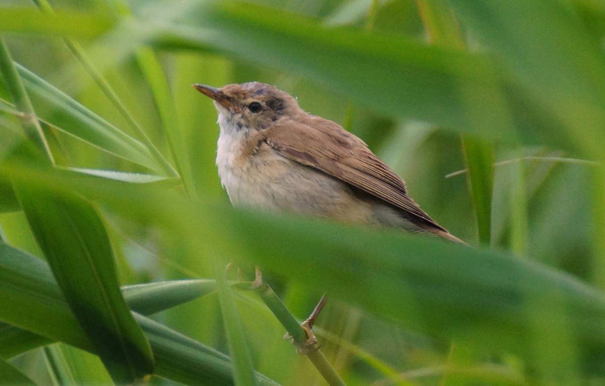 Marsh Warbler - ML31781701