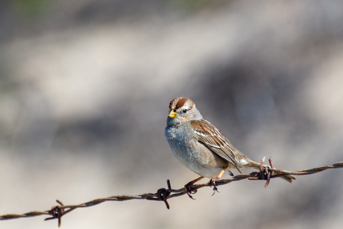 White-crowned Sparrow (Yellow-billed) - ML317819791