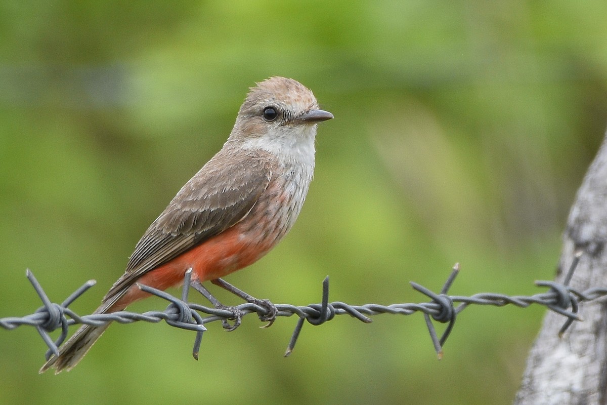 Vermilion Flycatcher - ML317819911