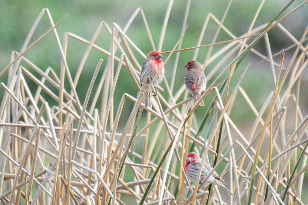 House Finch - ML317820171