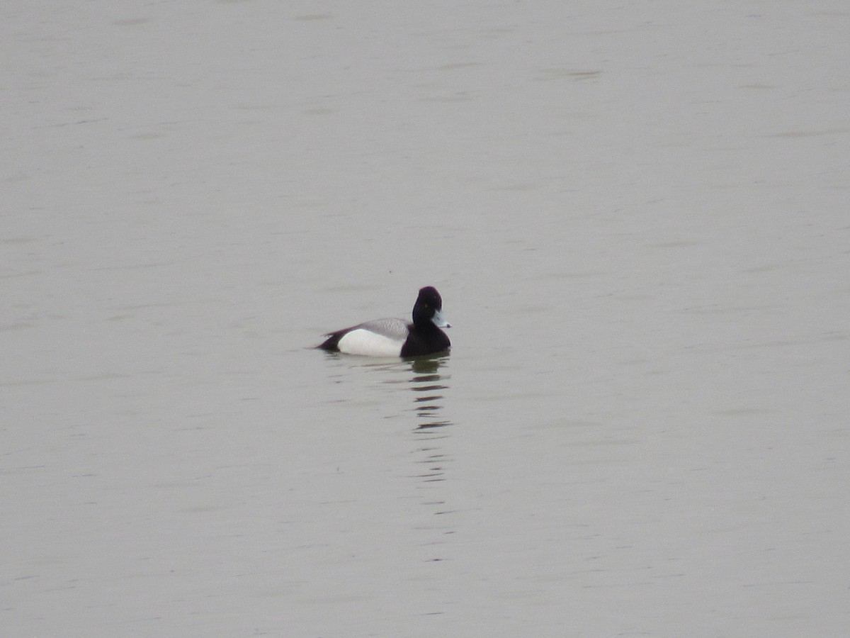 Lesser Scaup - Dennis Harnly