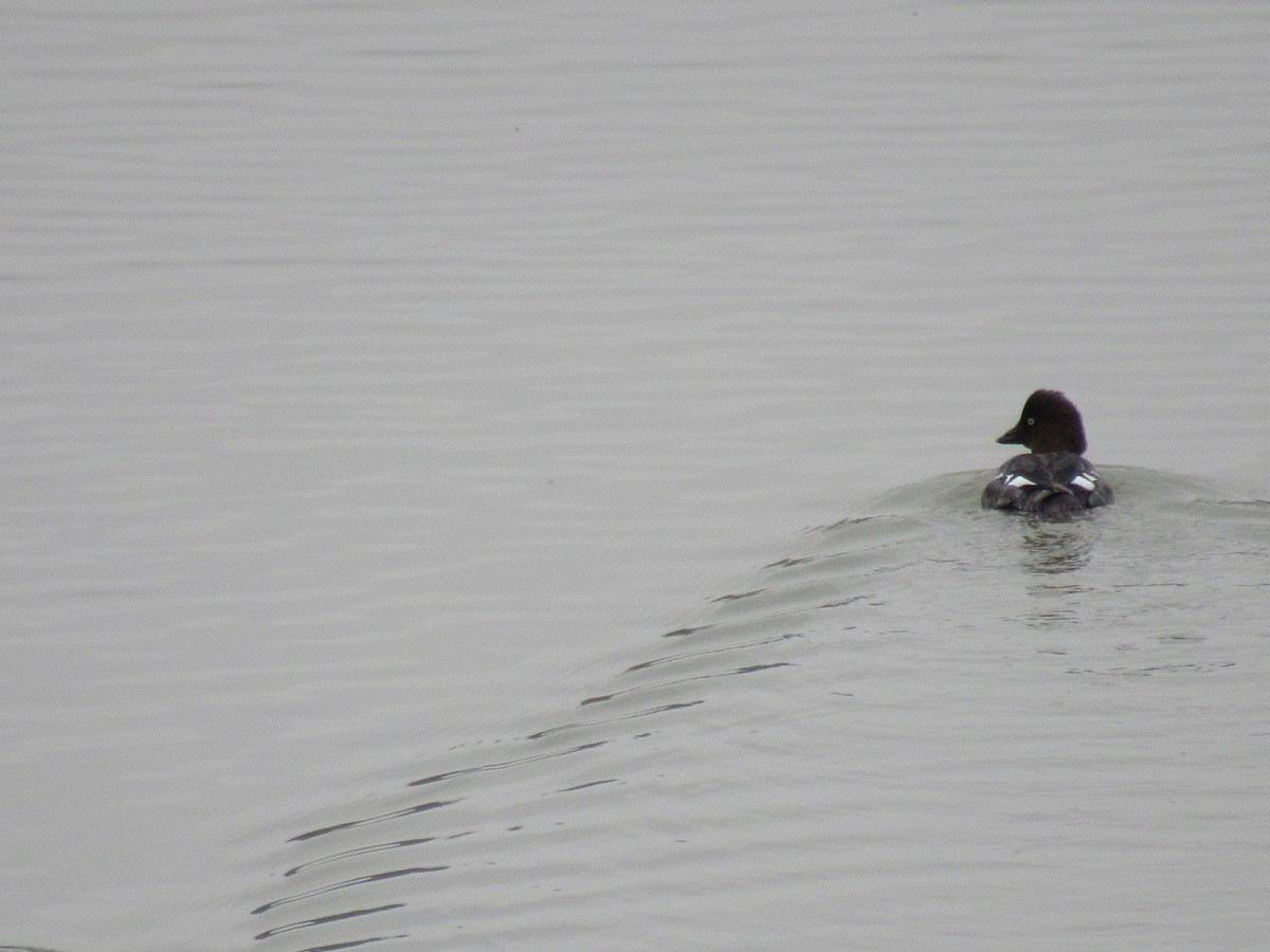 Common Goldeneye - Dennis Harnly