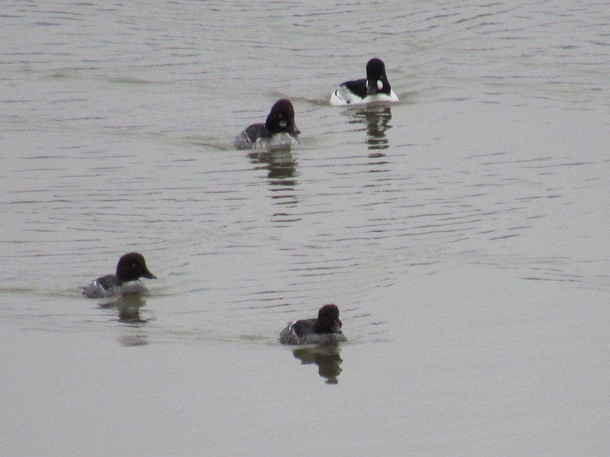 Common Goldeneye - Dennis Harnly