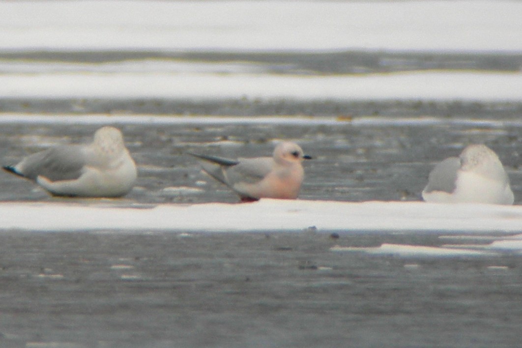 Ross's Gull - Cory Gregory