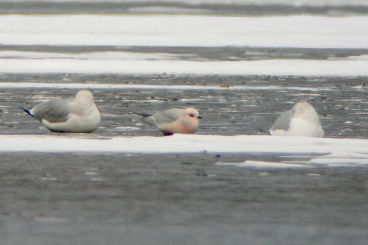 Ross's Gull - ML317822931