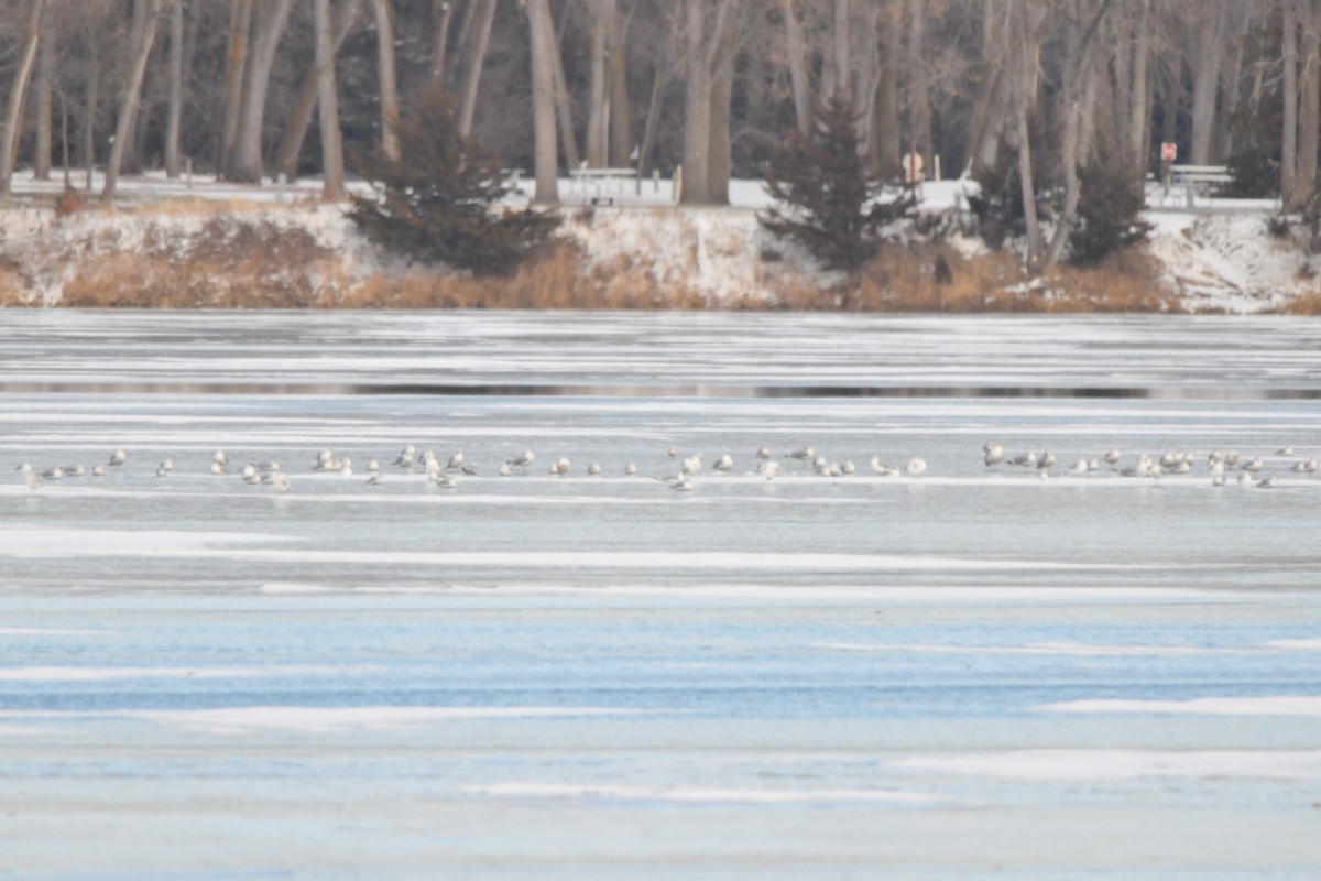 Ross's Gull - ML317822971