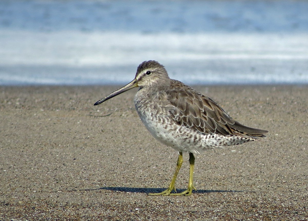 Short-billed Dowitcher - Tom Edell