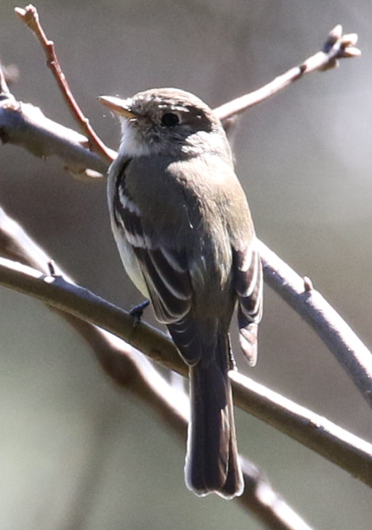 Dusky Flycatcher - ML317823321