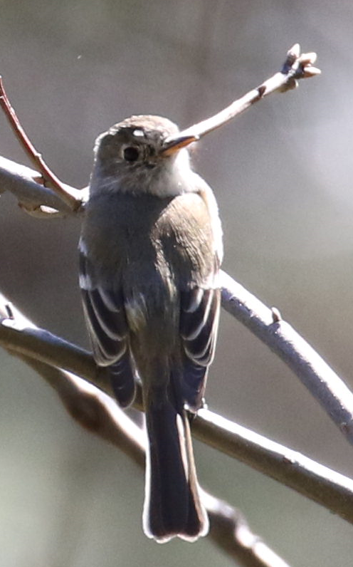 Dusky Flycatcher - Patricia Clark